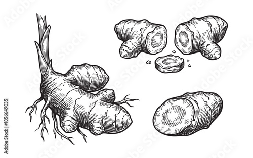 ginger turmeric rhizome, slices, plant