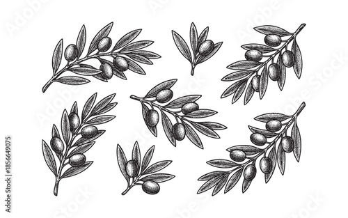 olive branch leaves, fruits, stems