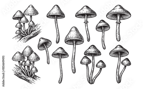 Mushroom Set Engraving of Forest Fungi Collection