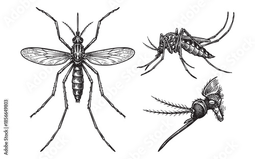 Mosquito Insect Engraving Set