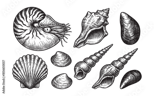 Seashells Vintage Engraving of Ocean Shells Set