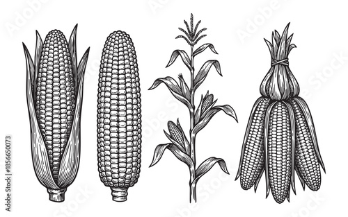 Corn Illustration Maize Cobs and Stalks