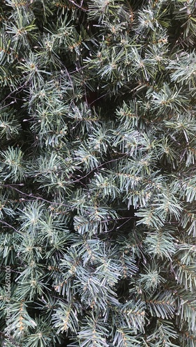 Christmas tree, Christmas tree with lights off, Christmas tree photo, Christmas tree detail view, Christmas tree background