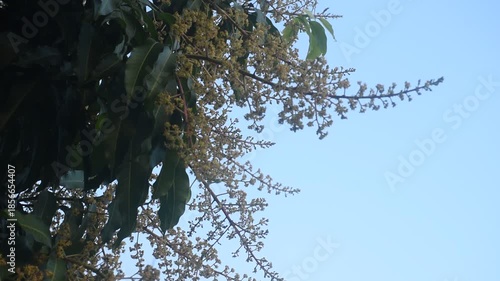 mango flower bloom at treetop and waiting rain for growth to be fruit on garden in summer with sky background