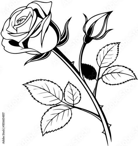 Rose Flower and Bud Botanical Line Art