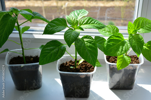 Fotografie Young pepper plants growing on a windowsill with sunbeam close up