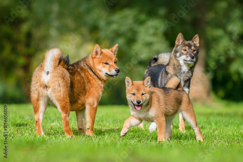 Photography Portrait of two females Shiba Inu with a puppy in a meadow on a breeding dog farm
