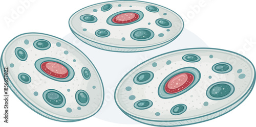 Collenchyma Plant Cells Microscopic Structure