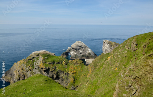 Fou de Bassan, Réserve Naturelle Nationale Hermaness, Ile Unst, Iles Shetland, Ecosse, Grande Bretagne