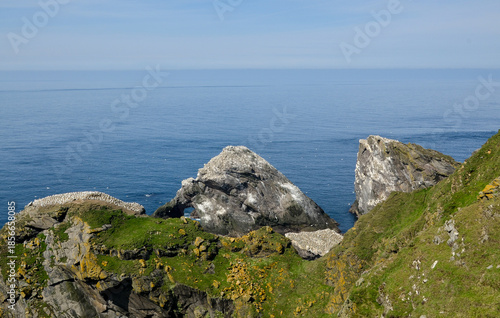 Fou de Bassan, Réserve Naturelle Nationale Hermaness, Ile Unst, Iles Shetland, Ecosse, Grande Bretagne