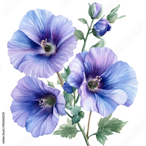 watercolor hand-drawn of Lavatera Flower, isolated on a white background.