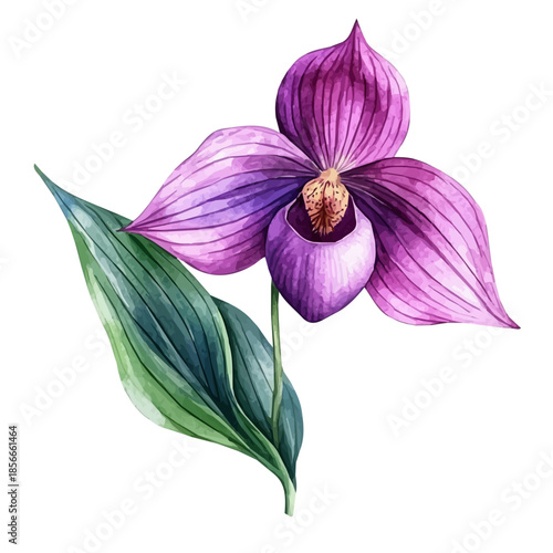 Ladyas Slipper Flower, lively watercolor vector drawing with intricate brush, isolated on a white background.