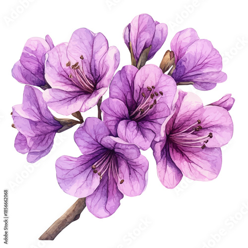 Jacaranda Flower, serene watercolor vector artwork with smooth washes of color and refined textures, isolated on a white background.