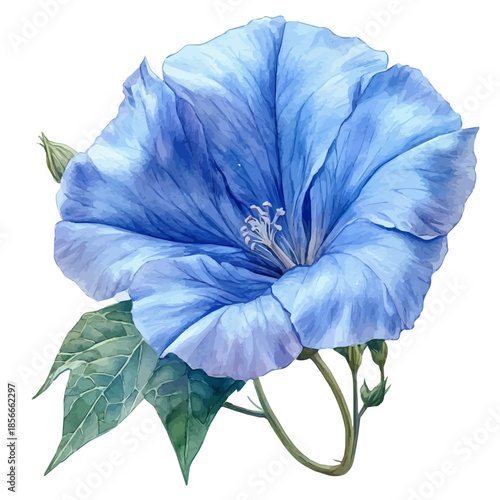 Ipomoea Flower, lively watercolor vector drawing with intricate brush, isolated on a white background.