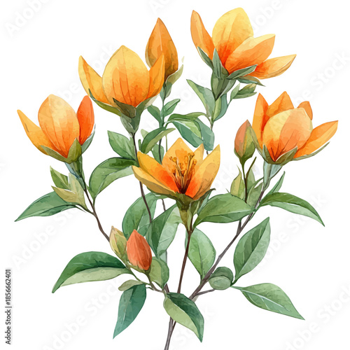 Indian Shot Flower, serene watercolor vector artwork with smooth washes of color and refined textures, isolated on a white background.