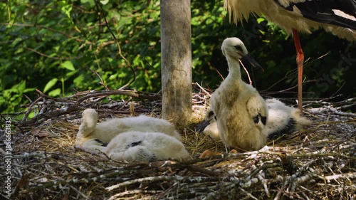 A very close up of baby stork chicks resting in a nest and looking around on a sunny summer day.