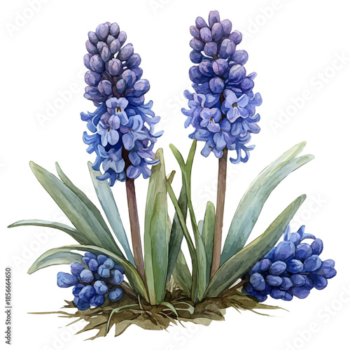 Photos Grape Hyacinth Flower, elegant watercolor vector illustration with flowing lines and gentle color transitions, isolated on a white background