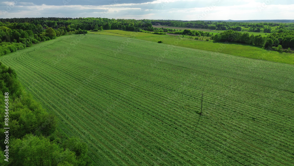 Obraz premium Organic farming landscape with forest edge and green plants