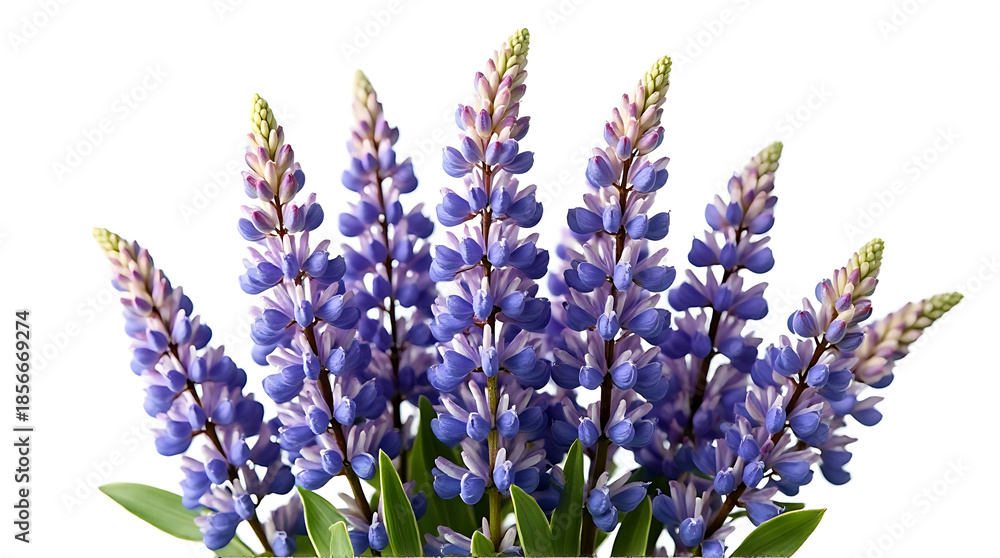 Obraz premium Purple Lupine Flowers in Bloom Arrangement
