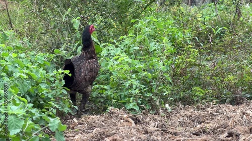 Black hen walks slowly across rural ground with a single chick beside her, emphasizing quiet protection and simplicity within natural village agriculture. Rural solitude.