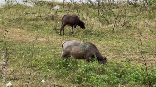 Juvenile buffalo graze quietly on open pasture, gently pulling grass and remaining focused on feeding in a tranquil countryside setting. Calm youth herd.