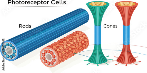 Photoreceptor Cells Rods and Cones Vector Illustration