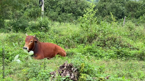 A resting cow stretches out in thick meadow plants under clear sunny weather, remaining motionless and relaxed while soaking in natural warmth and silence. Meadow tranquility.