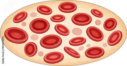 Red Blood Cells Erythrocytes in Circular Vector Arrangement