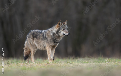 Grey wolf ( Canis lupus ) close up