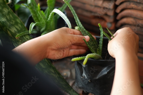 Green Aloe Vera Inspection in Indoor Setting