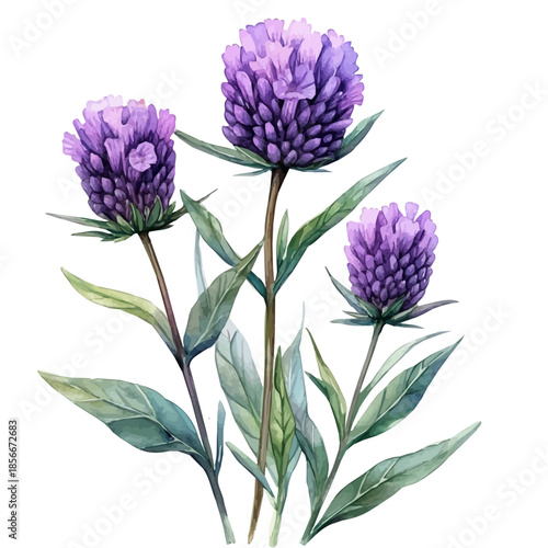 Gomphrena Flower, charming watercolor vector with soft tones and graceful design, isolated on a white background.