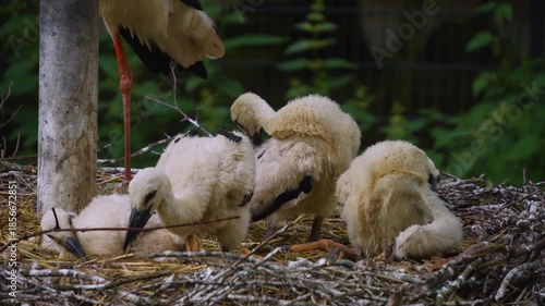 A very close up of baby stork chicks resting in a nest and looking around on a sunny summer day.