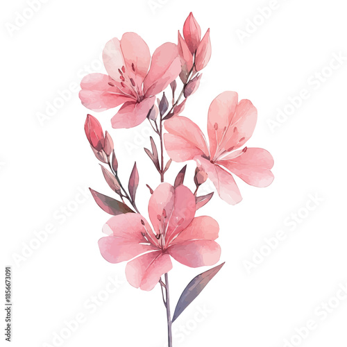 Gaura Flower, beautiful watercolor illustration with vivid colors and detailed vector style, isolated on a white background.