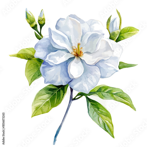 Gardenia Flower, beautiful watercolor illustration with vivid colors and detailed vector style, isolated on a white background.