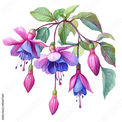 Fuchsia Flower, beautiful watercolor illustration with vivid colors and detailed vector style, isolated on a white background.