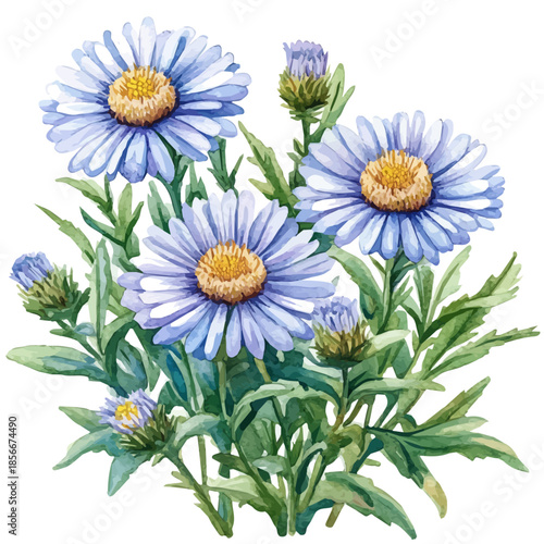 Erigeron Flower, charming watercolor vector with soft tones and graceful design, isolated on a white background.