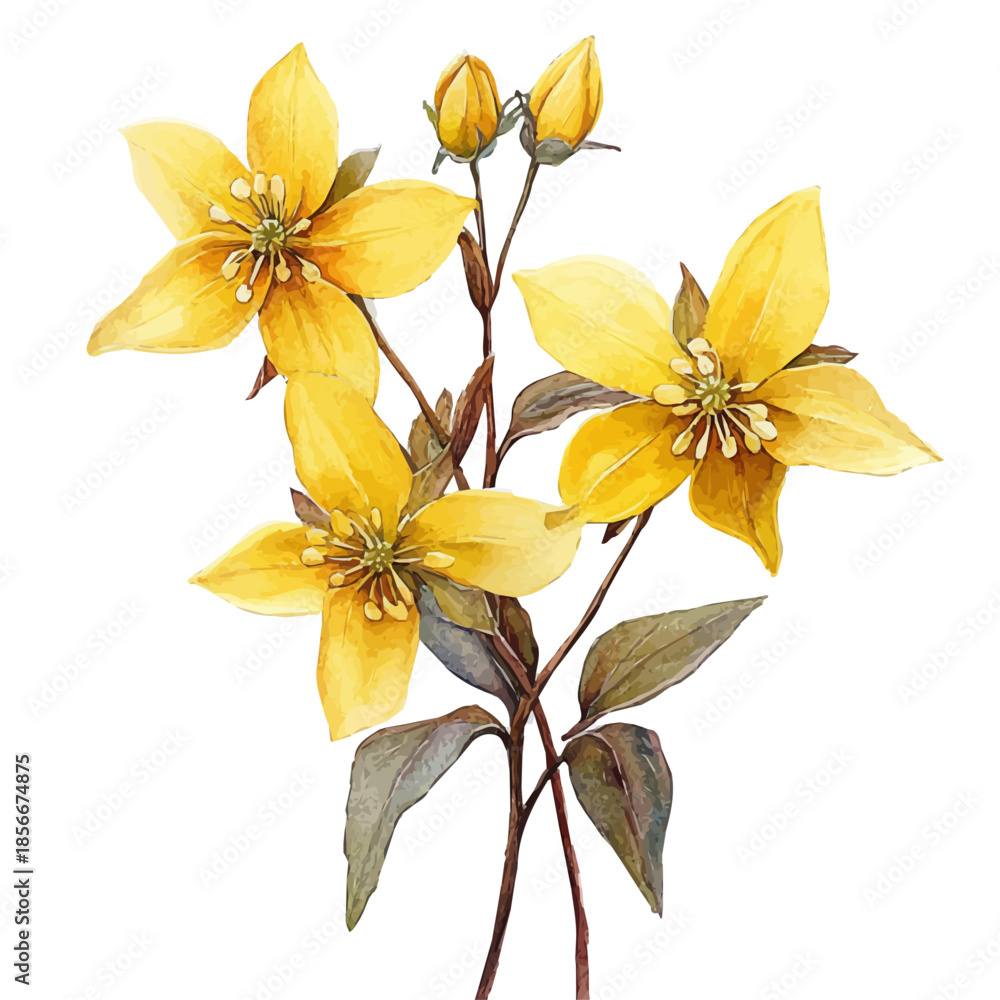 Fototapeta premium Epimedium Flower, delicate watercolor illustration vector with soft and elegant colors, isolated on a white background.