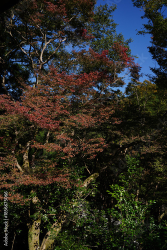 京都栂尾高山寺の境内の紅葉を始めた木々の風景