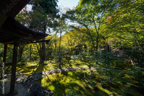 京都栂尾高山寺の境内の紅葉を始めた木々の風景