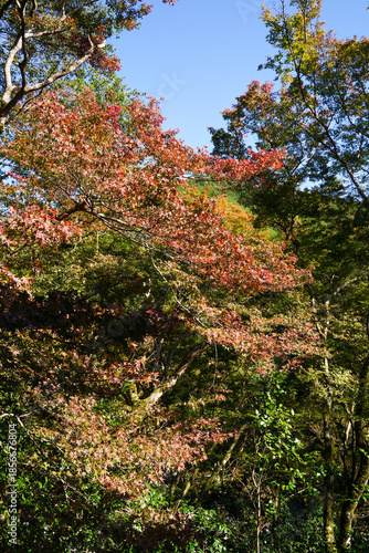 京都栂尾高山寺の境内の紅葉を始めた木々の風景