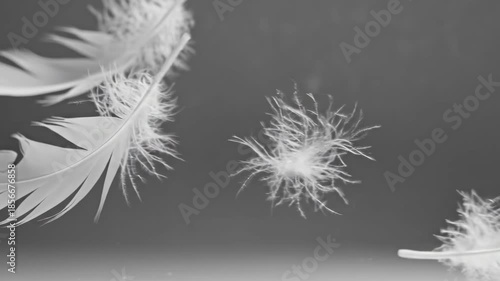 Wallpaper Mural White bird feather floating on surface of gray water. Relaxation concept with soft feathers moving gently. Calm and airy abstract background. Torontodigital.ca