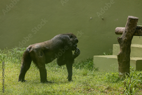 A grown-up adult gorilla walking on grass and eating with one hand in a zoo.