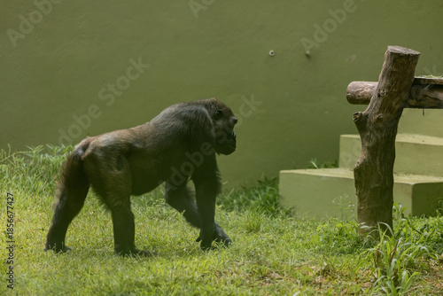 A grown-up adult gorilla walking on grass in a zoo.