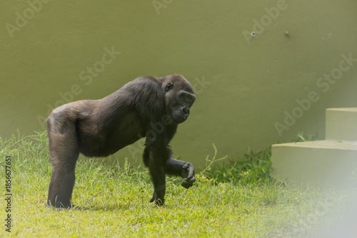 A grown-up adult gorilla walking on grass in a zoo.