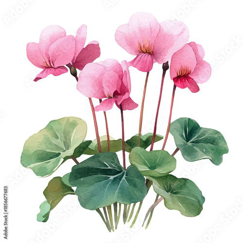 Cyclamen Flower, beautiful watercolor illustration with vivid colors and detailed vector style, isolated on a white background.