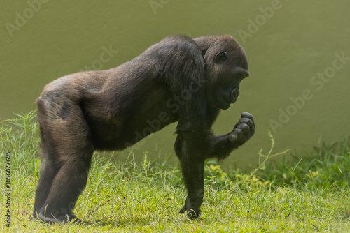 A grown-up adult gorilla walking on grass and eating with one hand in a zoo.