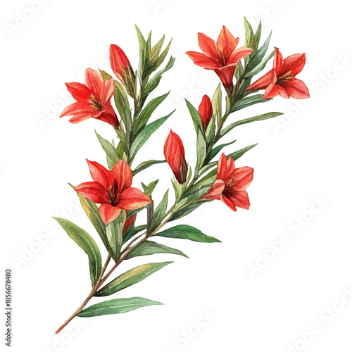 Columnea Flower, charming watercolor vector with soft tones and graceful design, isolated on a white background.