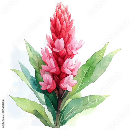 Cockscomb Flower, vibrant watercolor vector illustration with flowing and detailed brush strokes, isolated on a white background.