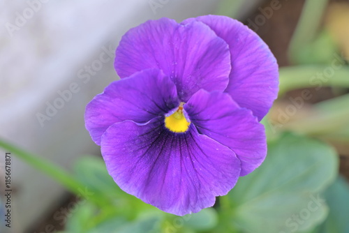 Purple pansy flower in the garden, closeup of photo