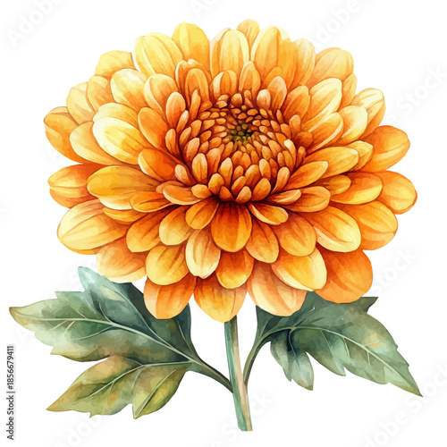 Chrysanthemum Flower, charming watercolor vector with soft tones and graceful design, isolated on a white background.